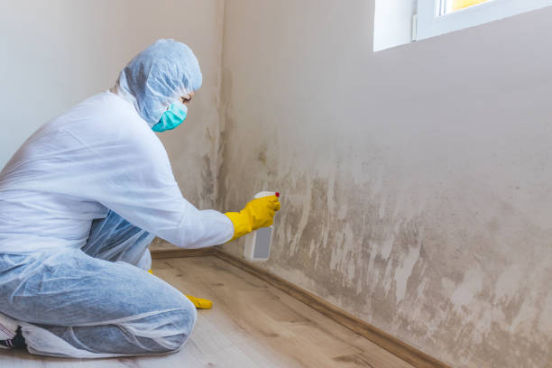Licensed Basement Mold Remediation service in Garden City, MI - 24 Hour Mold Removal