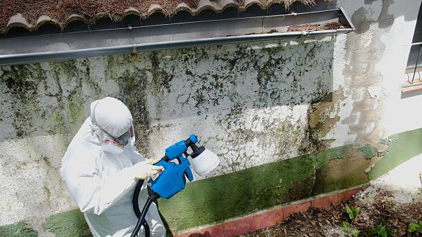 Top rated local Basement Mold Remediation specialists in Garden City, MI